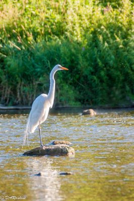 Egret on the Humber River