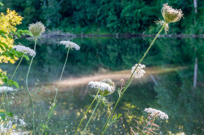 Queen Anne's Lace