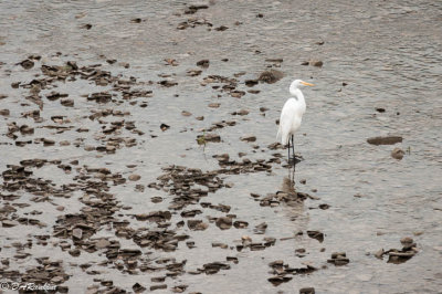Egret and River Stones