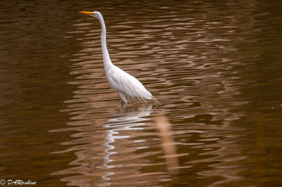 Egret 