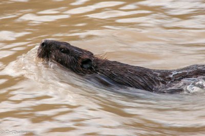 Beaver