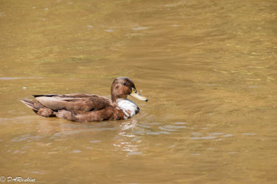 Mallard Hybrid 