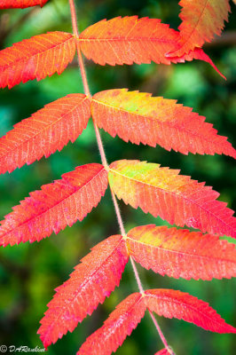 The Staghorns Tell of Autumn