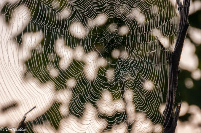 Early Light and the Spider's Web