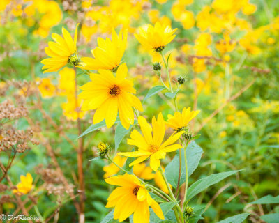 Sunflowers