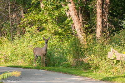 Deer In the Park I