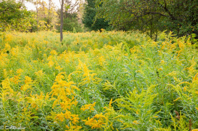 Field of Goldenrods