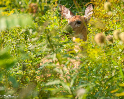 Deer In the Park II