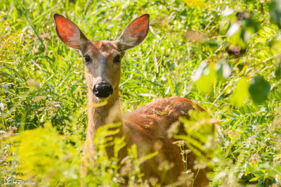 Deer In the Park III