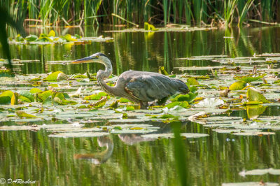 Heron on Grenadier Pond