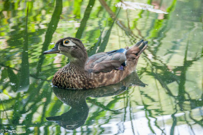 Wood Duck