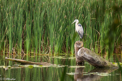 Grey Heron on Grenadier Pond