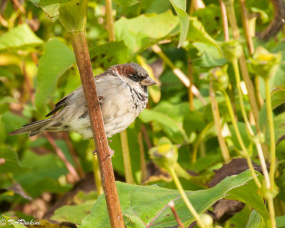 House Sparrow and Sunflowers