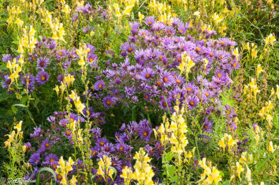 Asters and Toadflax