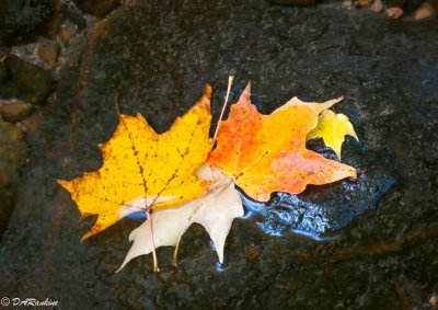 Maple on Rock