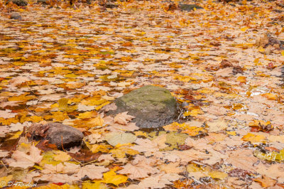 Maple Leaves on Creek