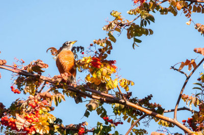 American Robin in Rowan Berry Tree