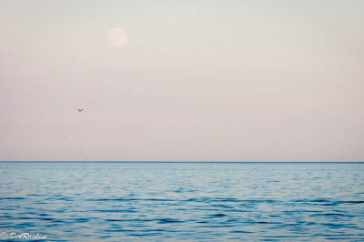 Faded Moon and Gull