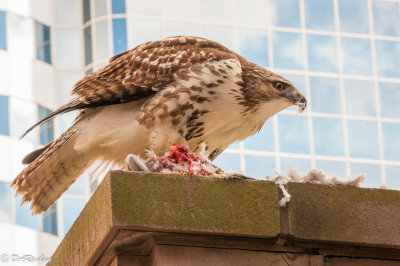 Coopers Hawk