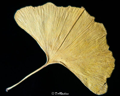 Ginkgo