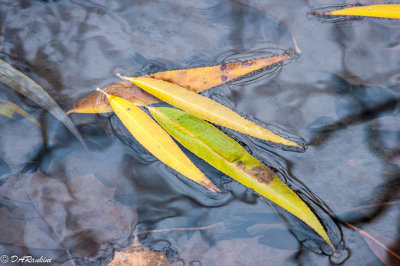 Willow Leaves, the last to fall.