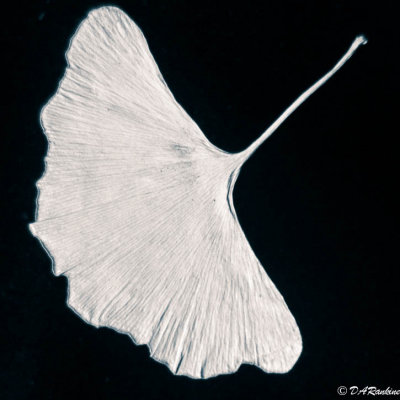 Ginkgo Leaf