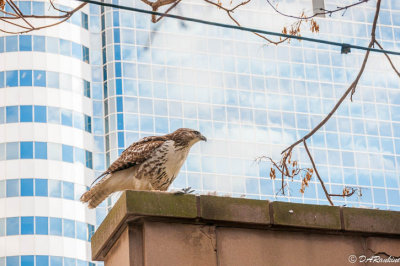 Coopers Hawk