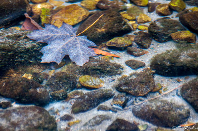 Submerged Maple Leaf