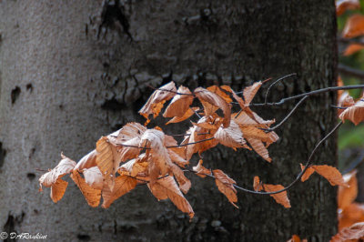 Beech Leaves in Winter