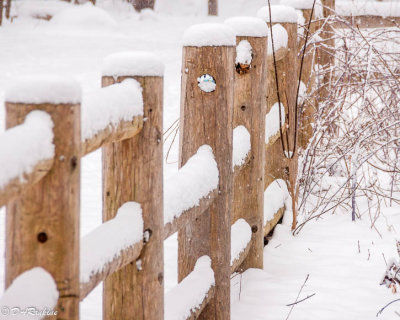 Snow on Fence