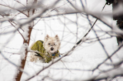 Dog in the Park