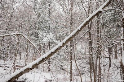 The Fallen Tree