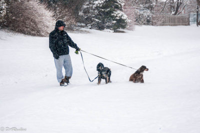 Spaniels in snow