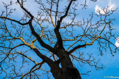 Wintered Tree in Yourkville
