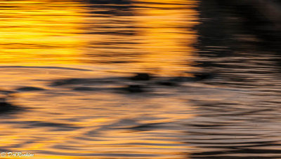 Movements of Mallards