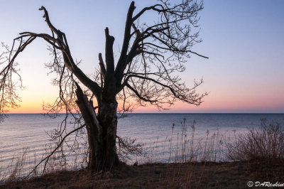 Weathered Tree at the Edge