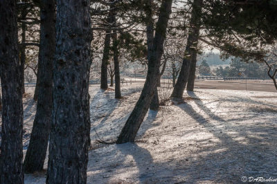 Morning Sunlight on Snow