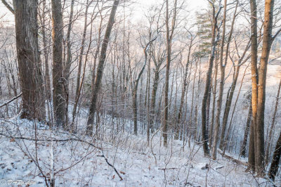 Frosty Spring Morning I