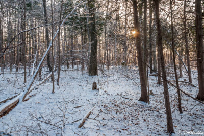 Frosty Spring Morning II