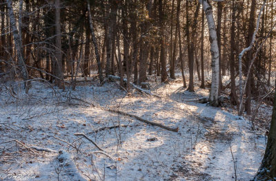 Sunlight on Path