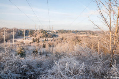 Spring Frost in Rouge Park