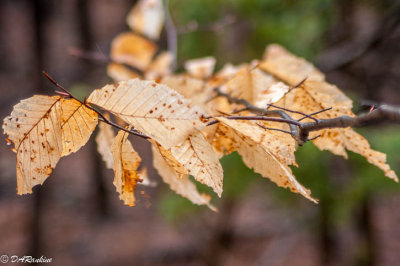 Left Over Beech Leaves