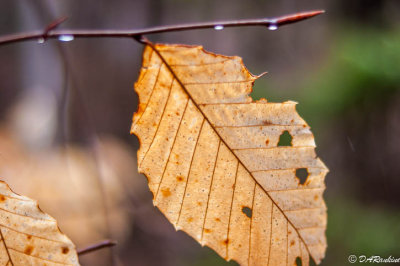 Left Over Beach Leaf