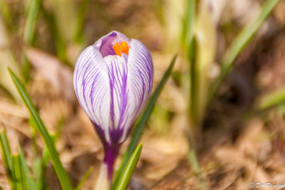 Crocus
