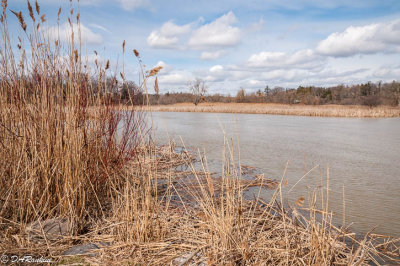Rouge River in Early Spring