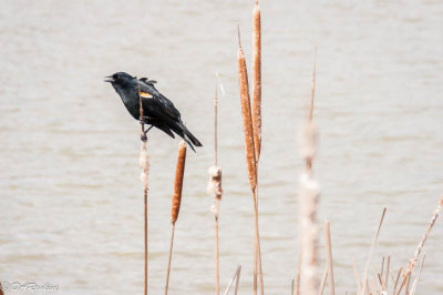 Singing for a Mate