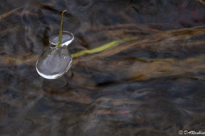 Petaled Ice on a Cold Spring Morning