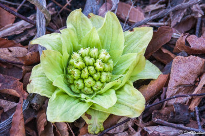 Butterbur