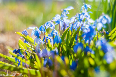 Snowdrops and Sunlight