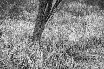 Tree in Reeds